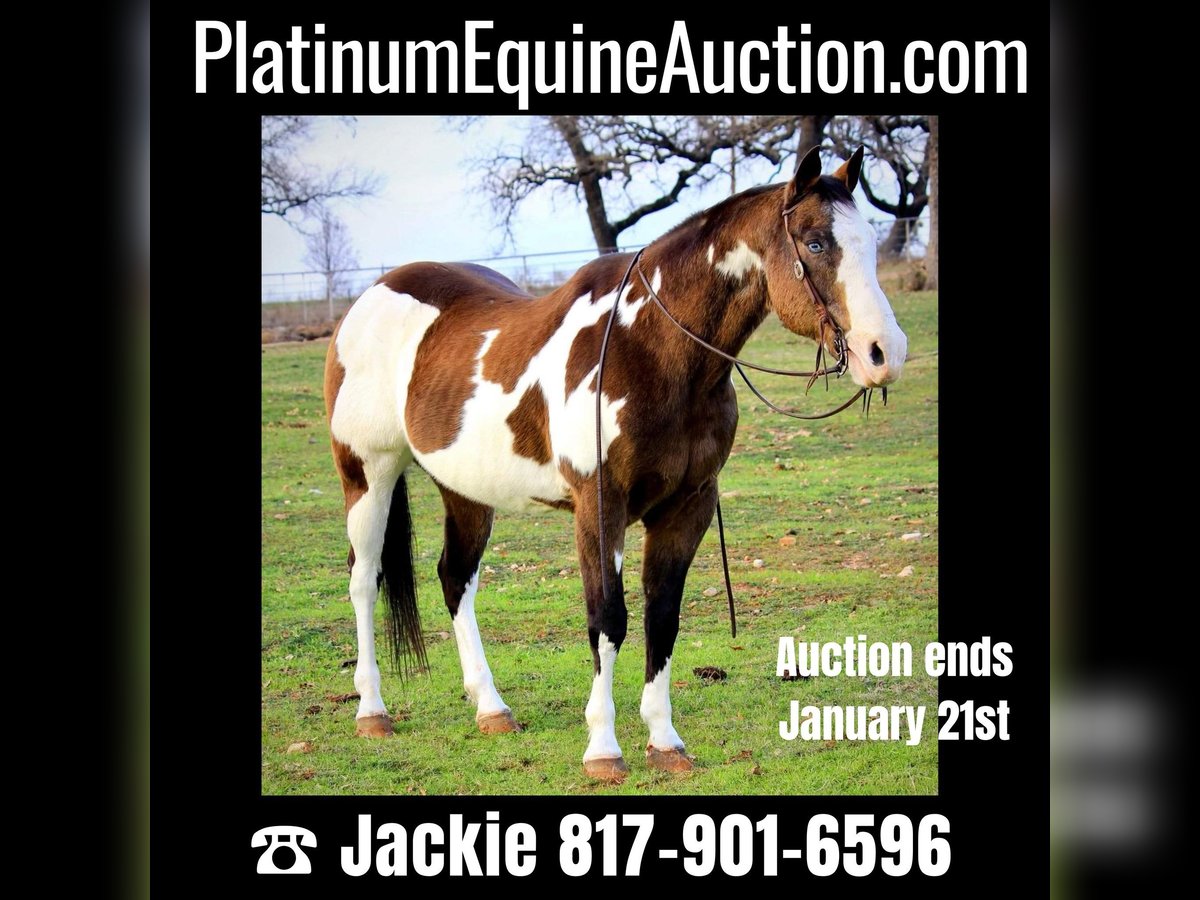 Paint Horse Wallach 13 Jahre 155 cm Overo-alle-Farben in Weatherford TX