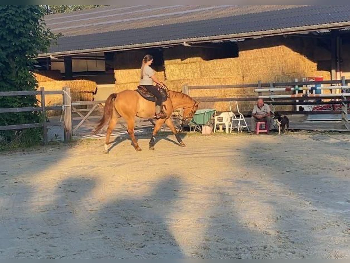 Paint Horse Wallach 13 Jahre 158 cm Red Dun in Olen