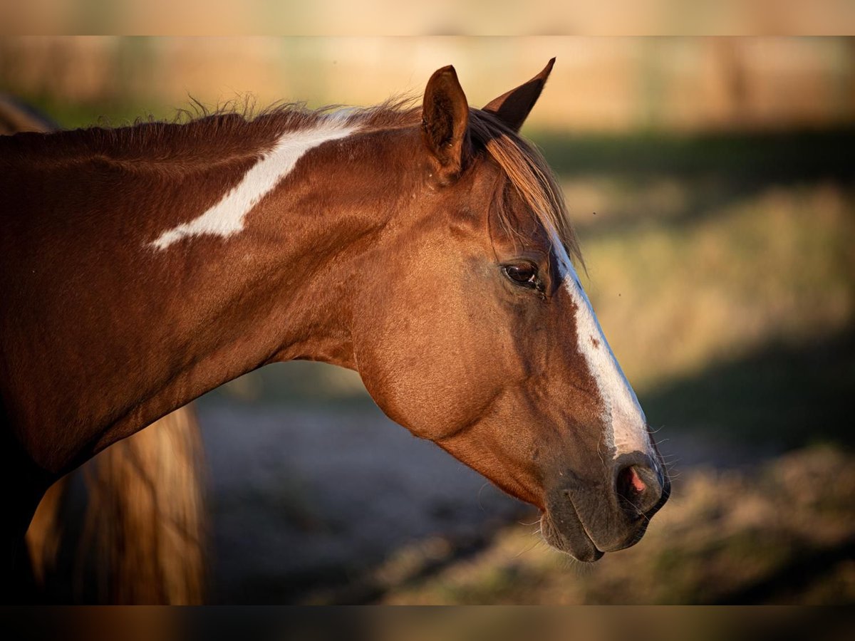 Paint Horse Wallach 15 Jahre 153 cm in Tamm