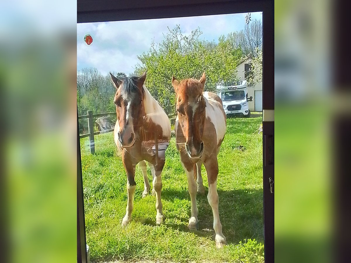 Paint Horse Wallach 15 Jahre 154 cm Tobiano-alle-Farben in SAINT GENIES