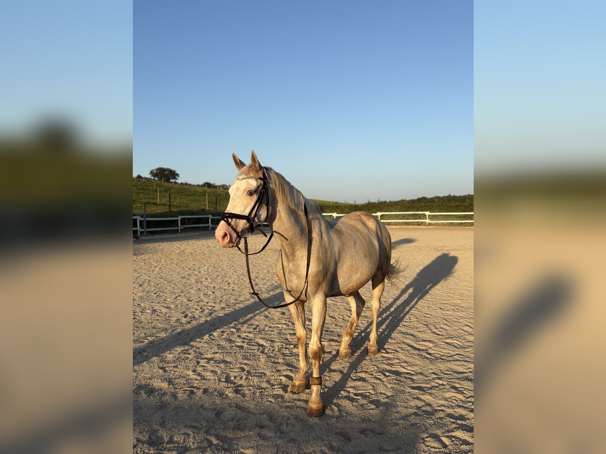 Paint Horse Mix Wallach 15 Jahre 155 cm Cremello in Bad Waltersdorf