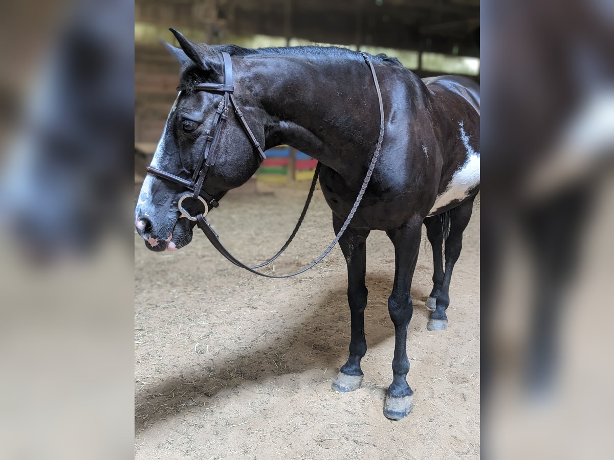 Paint Horse Mix Wallach 17 Jahre 152 cm Rappe in Mohnton, PA