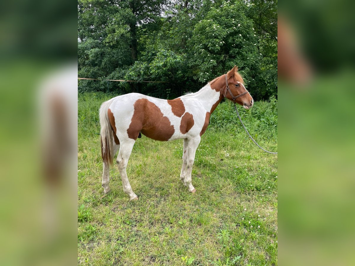 Paint Horse Wallach 1 Jahr 138 cm Tobiano-alle-Farben in Mosina, Wielkopolska