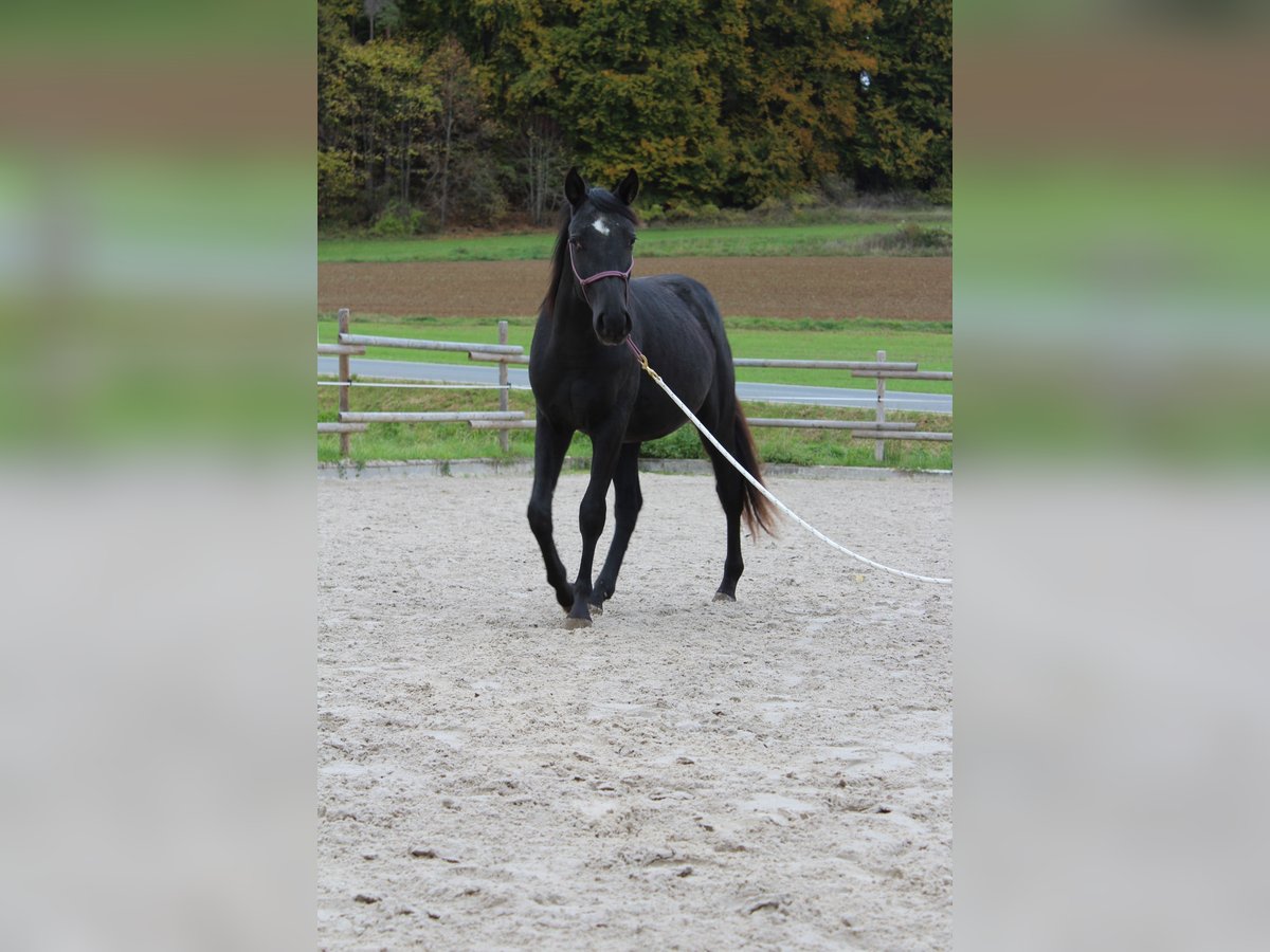 Paint Horse Wallach 1 Jahr 142 cm Rappe in Kirchensittenbach