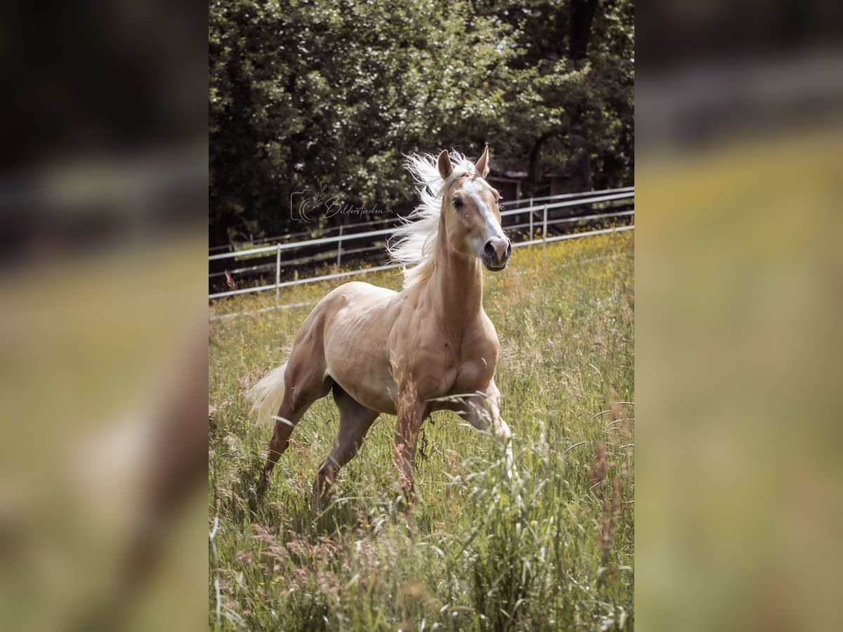 Paint Horse Wallach 2 Jahre 145 cm Palomino in Modautal