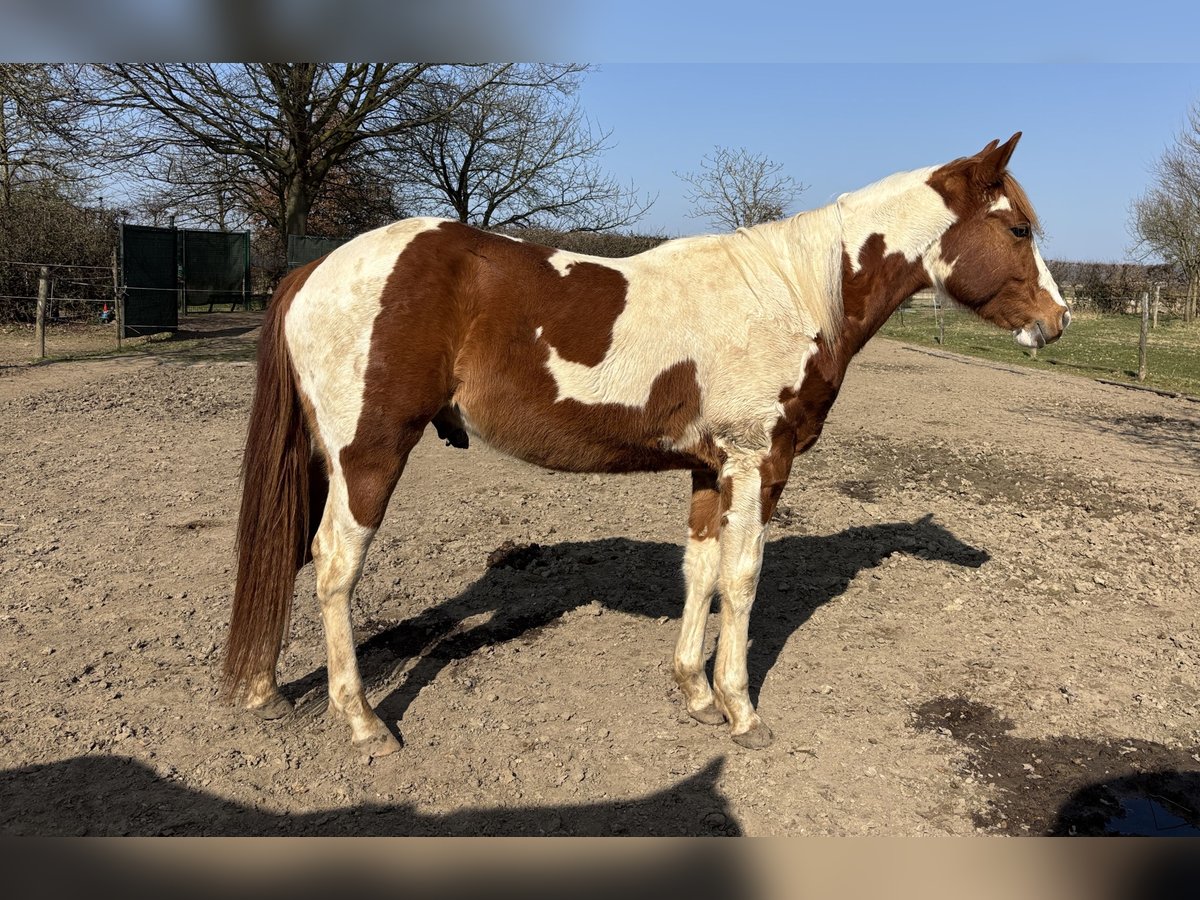 Paint Horse Wallach 2 Jahre 146 cm Schecke in Bemelen