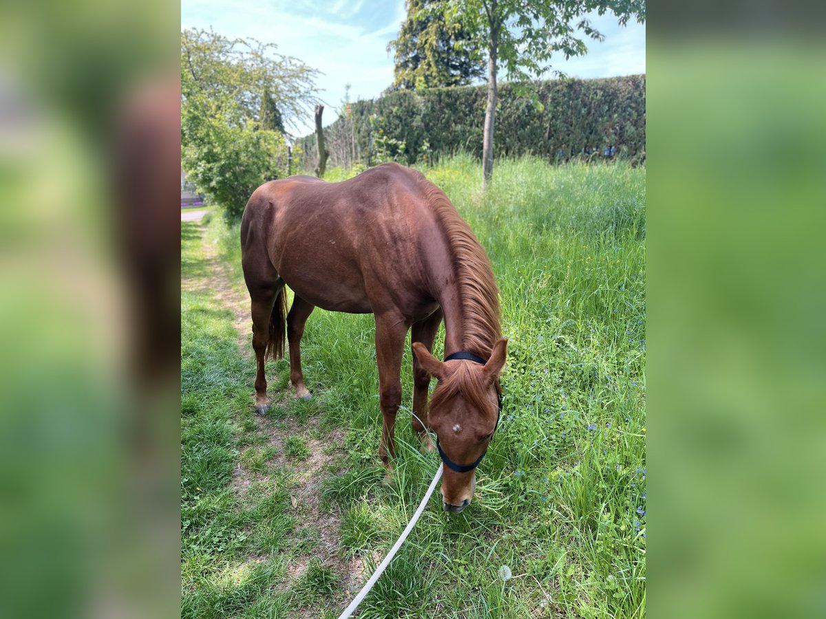 Paint Horse Wallach 2 Jahre 147 cm Fuchs in Sangerhausen