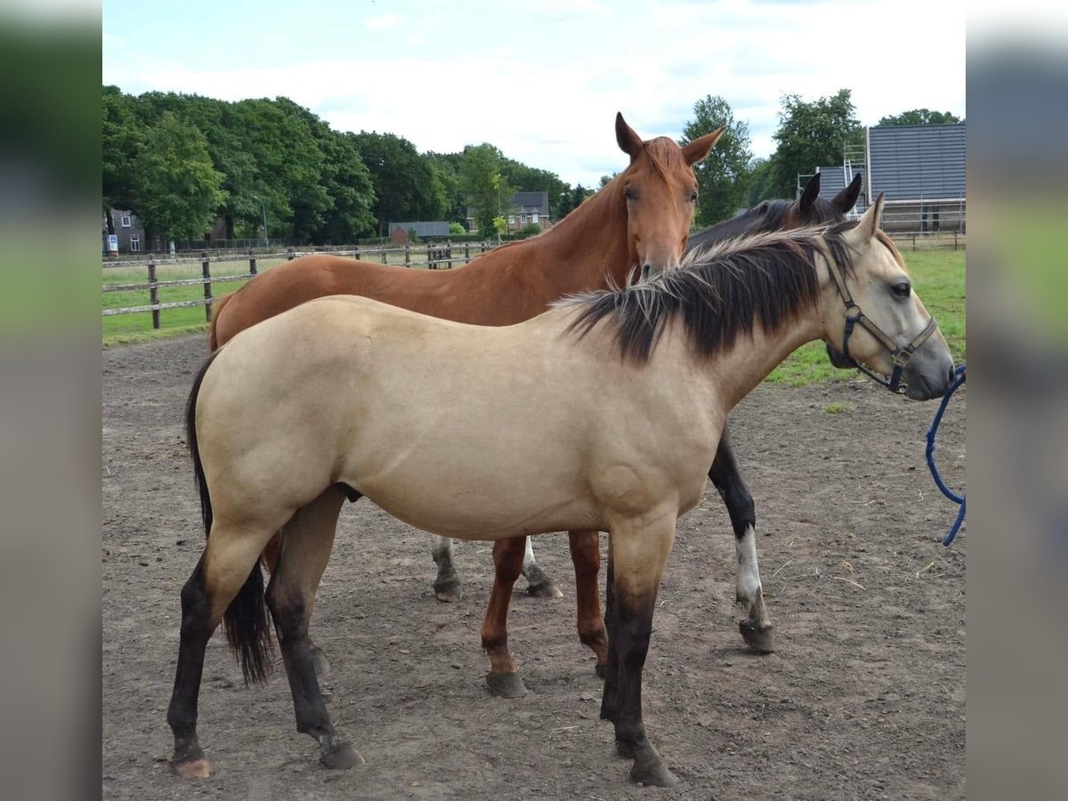 Paint Horse Wallach 2 Jahre 150 cm Buckskin in Ede