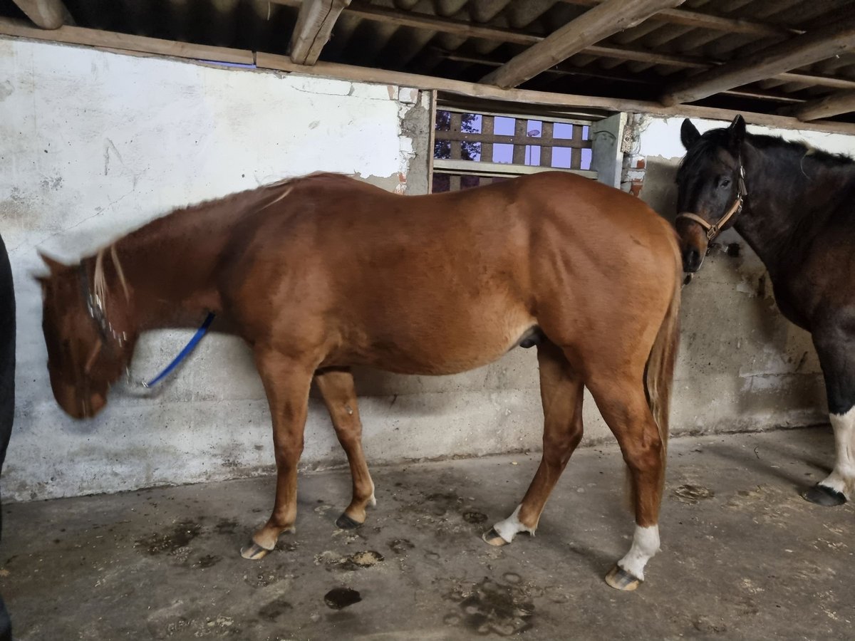 Paint Horse Wallach 2 Jahre 150 cm Fuchs in Weste