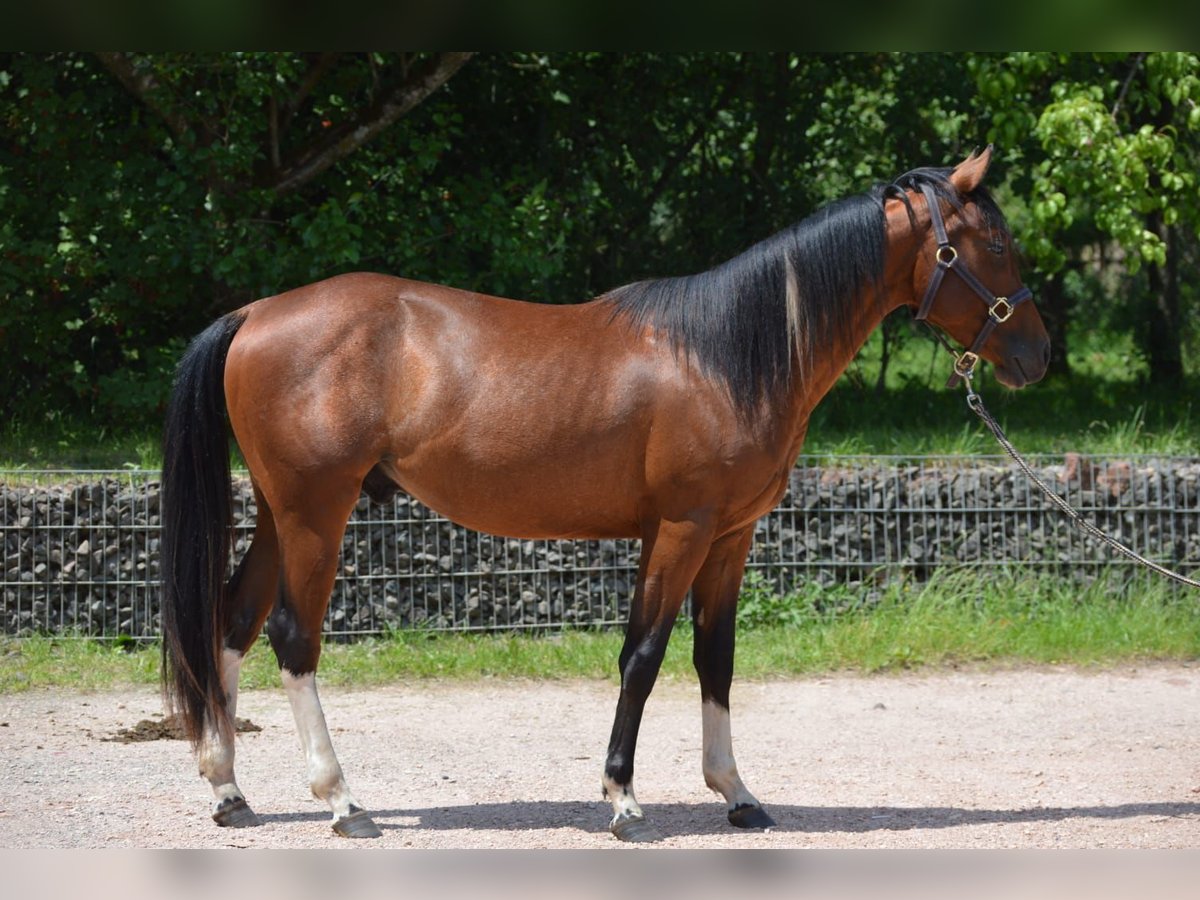 Paint Horse Wallach 2 Jahre 150 cm Schecke in Nohfelden