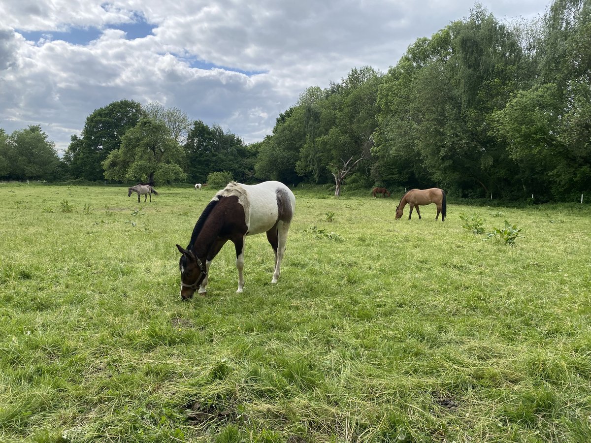 Paint Horse Wallach 2 Jahre 152 cm Tobiano-alle-Farben in Bergkamen