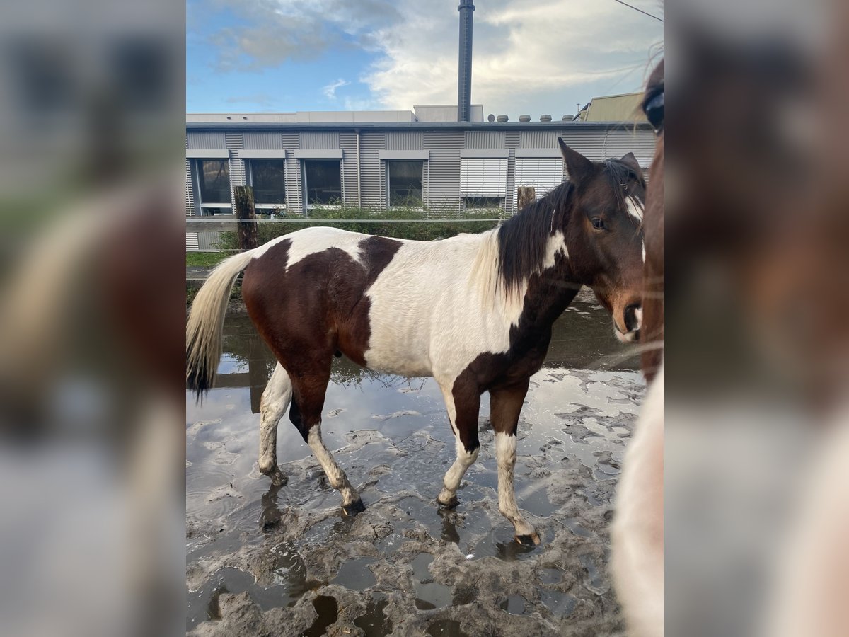 Paint Horse Wallach 2 Jahre 152 cm Tobiano-alle-Farben in Bergkamen