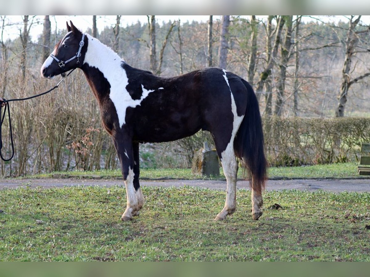 Paint Horse Wallach 2 Jahre 153 cm Tobiano-alle-Farben in Hellenthal