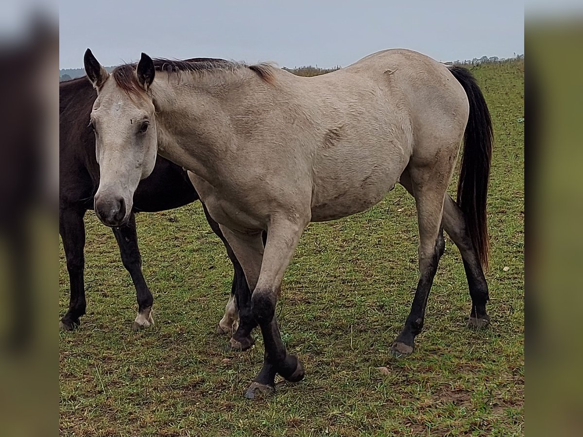 Paint Horse Wallach 2 Jahre 155 cm Buckskin in Plau am See