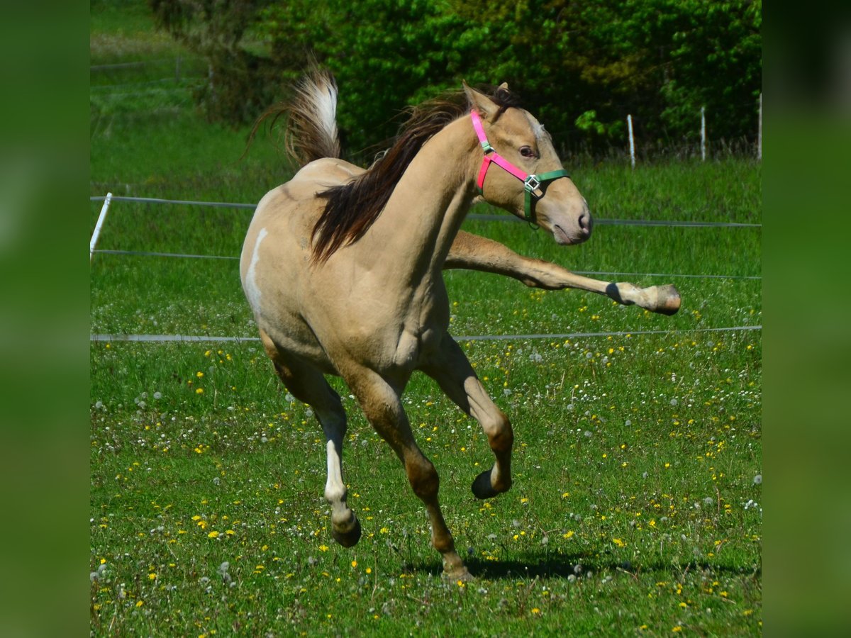 Paint Horse Wallach 2 Jahre 156 cm Champagne in Buchbach