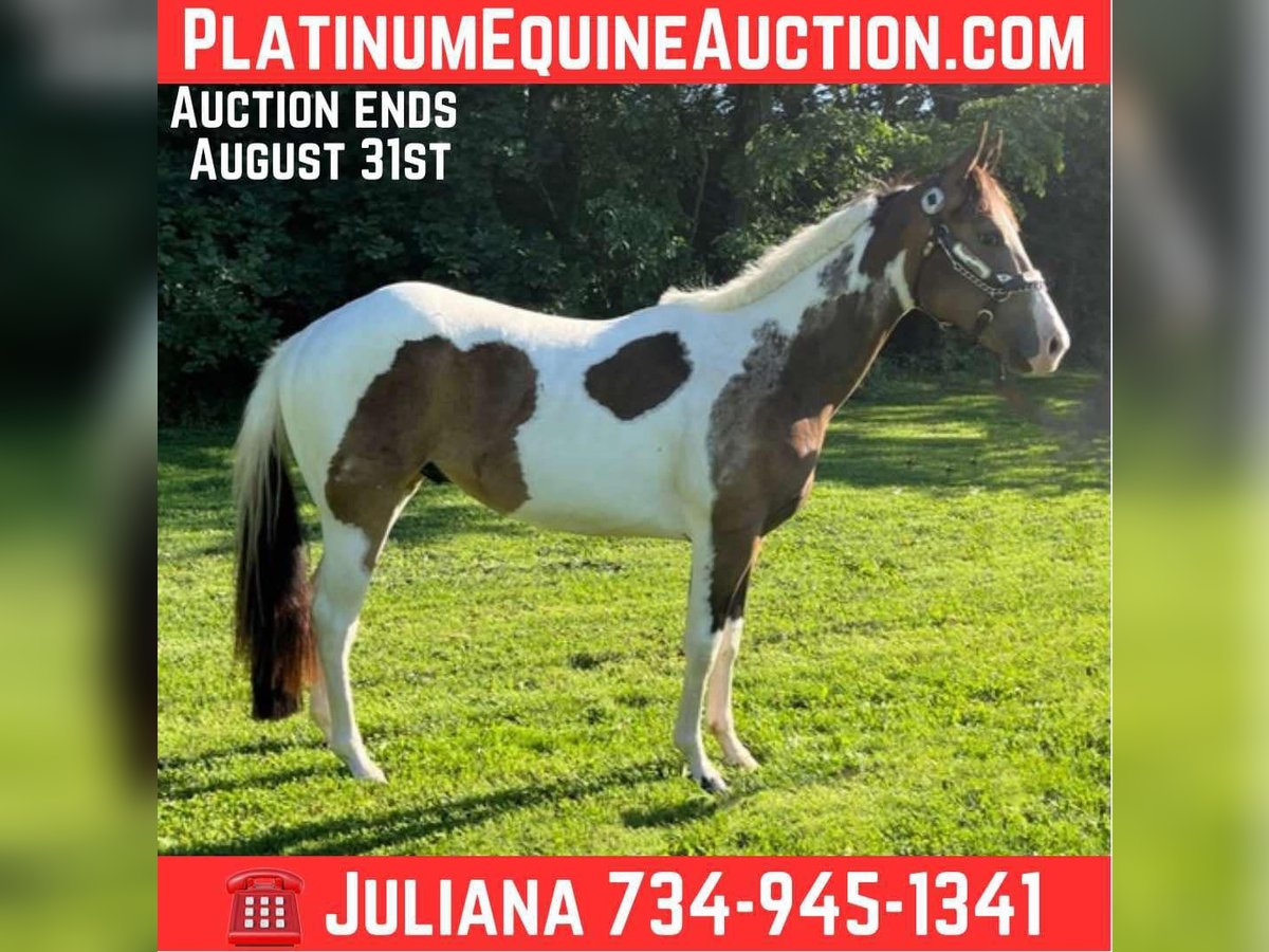 Paint Horse Wallach 2 Jahre Tobiano-alle-Farben in Jackson MI