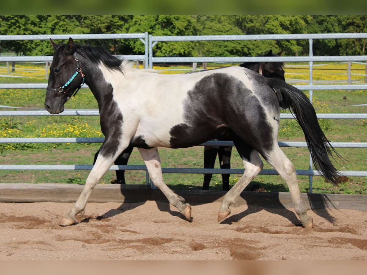 Paint Horse Wallach 2 Jahre Tobiano-alle-Farben in Hradec Králové