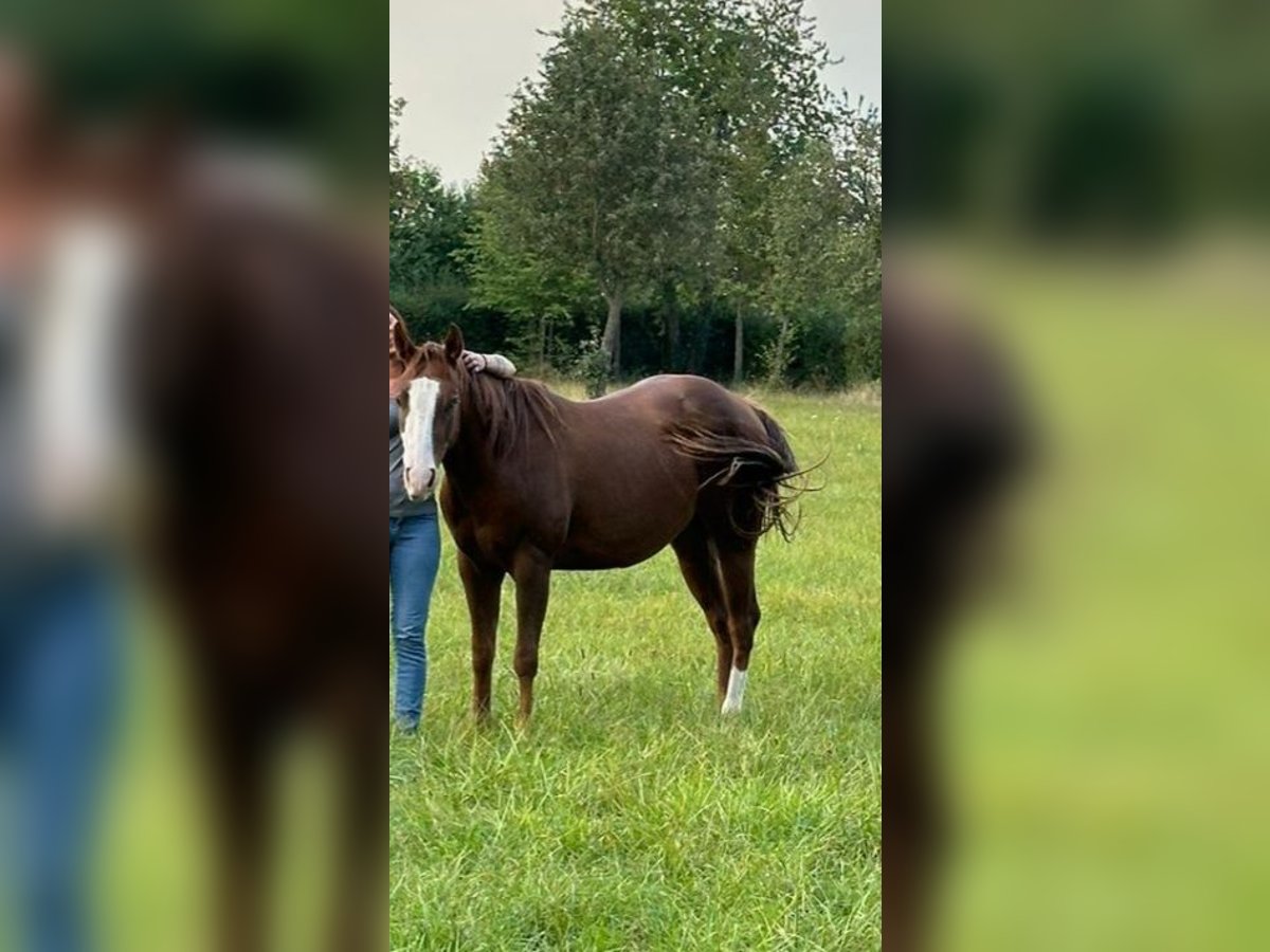 Paint Horse Wallach 3 Jahre 145 cm Fuchs in Lampertheim