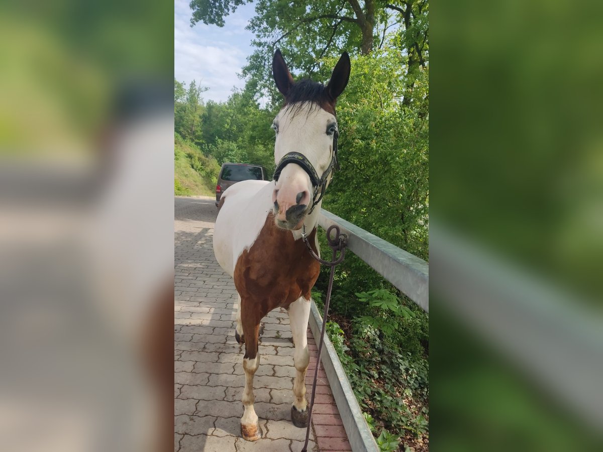 Paint Horse Wallach 3 Jahre 148 cm Schecke in Walsdorf