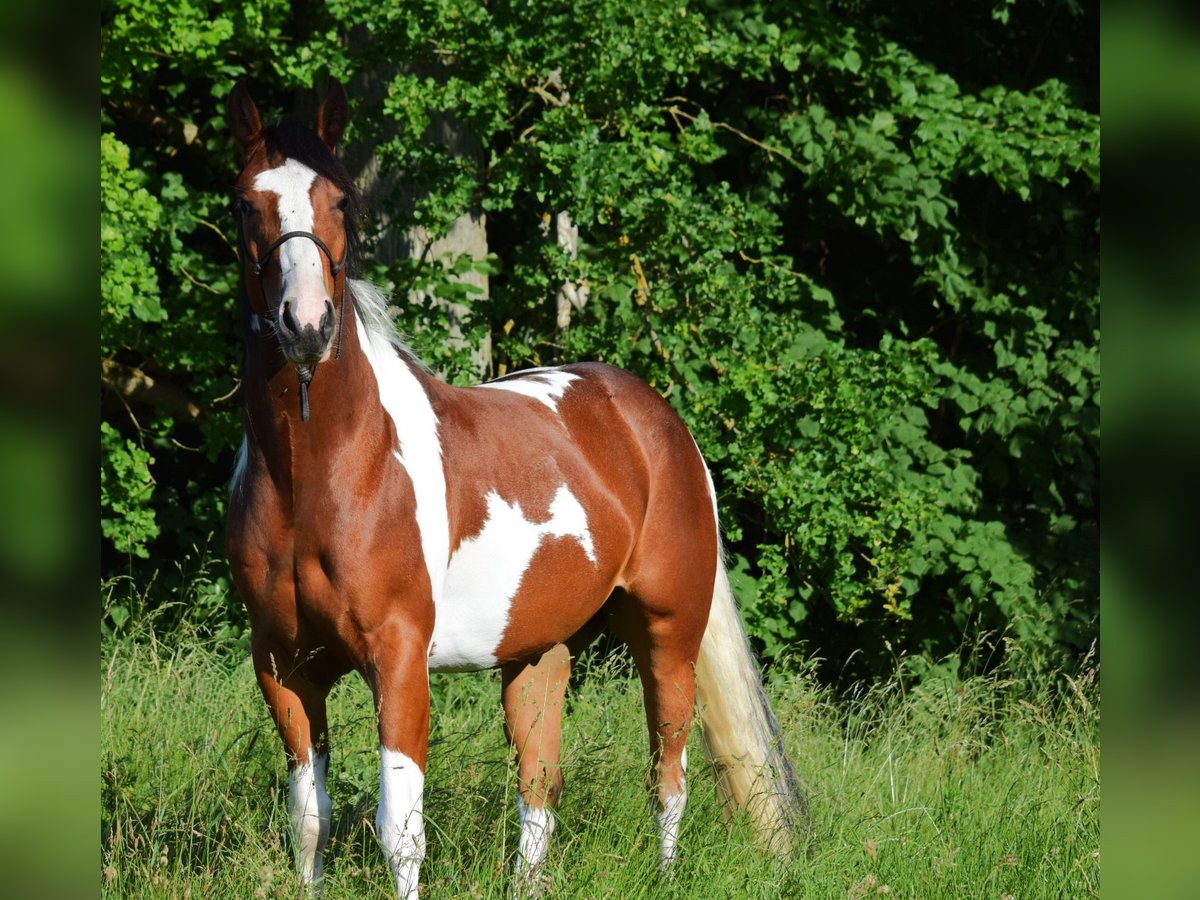 Paint Horse Wallach 3 Jahre 149 cm Tobiano-alle-Farben in Havelberg