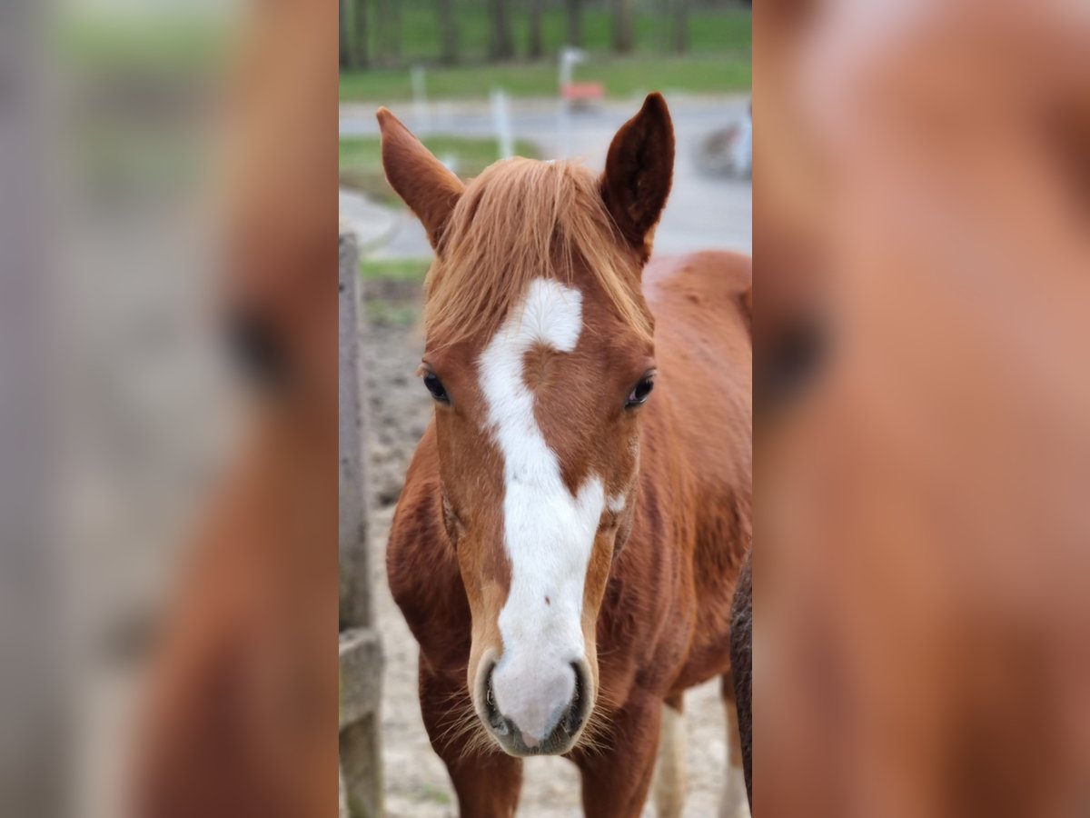 Paint Horse Wallach 3 Jahre 150 cm Fuchs in Oberndorf