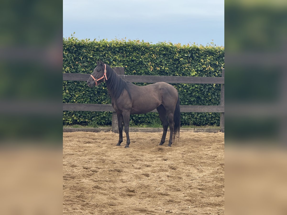 Paint Horse Wallach 3 Jahre 150 cm Rappe in Daleiden