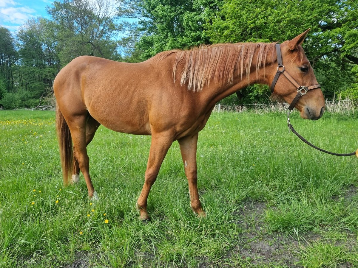 Paint Horse Wallach 3 Jahre 151 cm Fuchs in Bad Bevensen