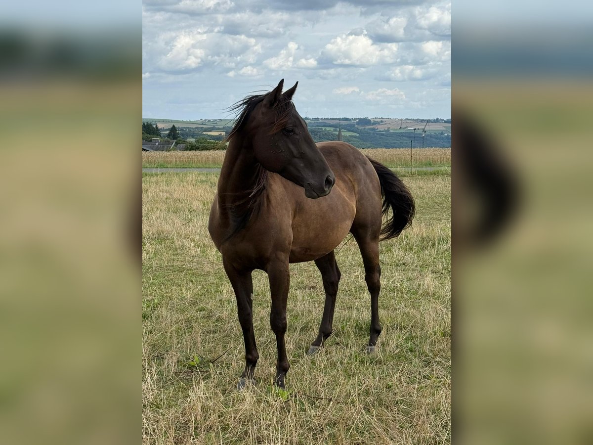Paint Horse Wallach 3 Jahre 151 cm Rappe in Daleiden
