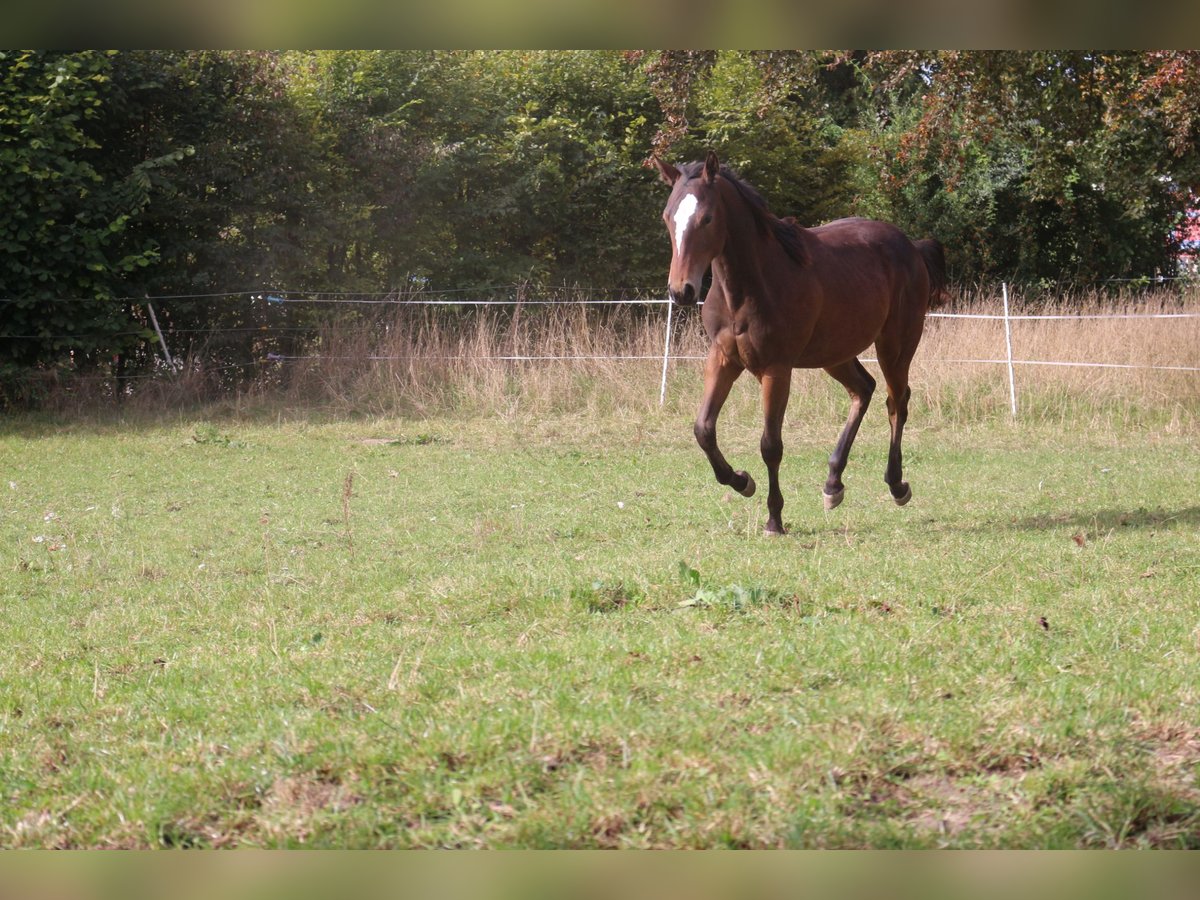 Paint Horse Wallach 3 Jahre 152 cm Brauner in Eggenthal