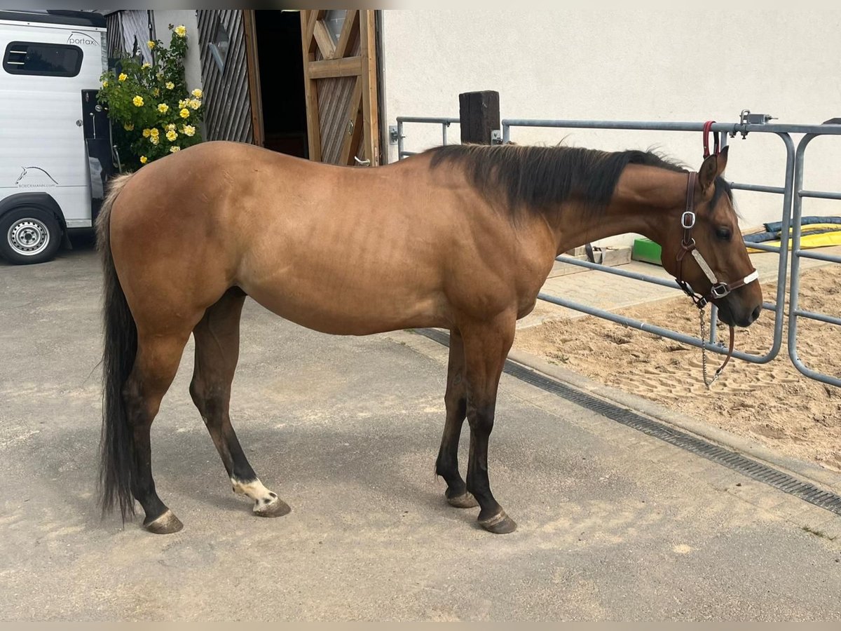 Paint Horse Wallach 3 Jahre 153 cm Red Dun in Daleiden