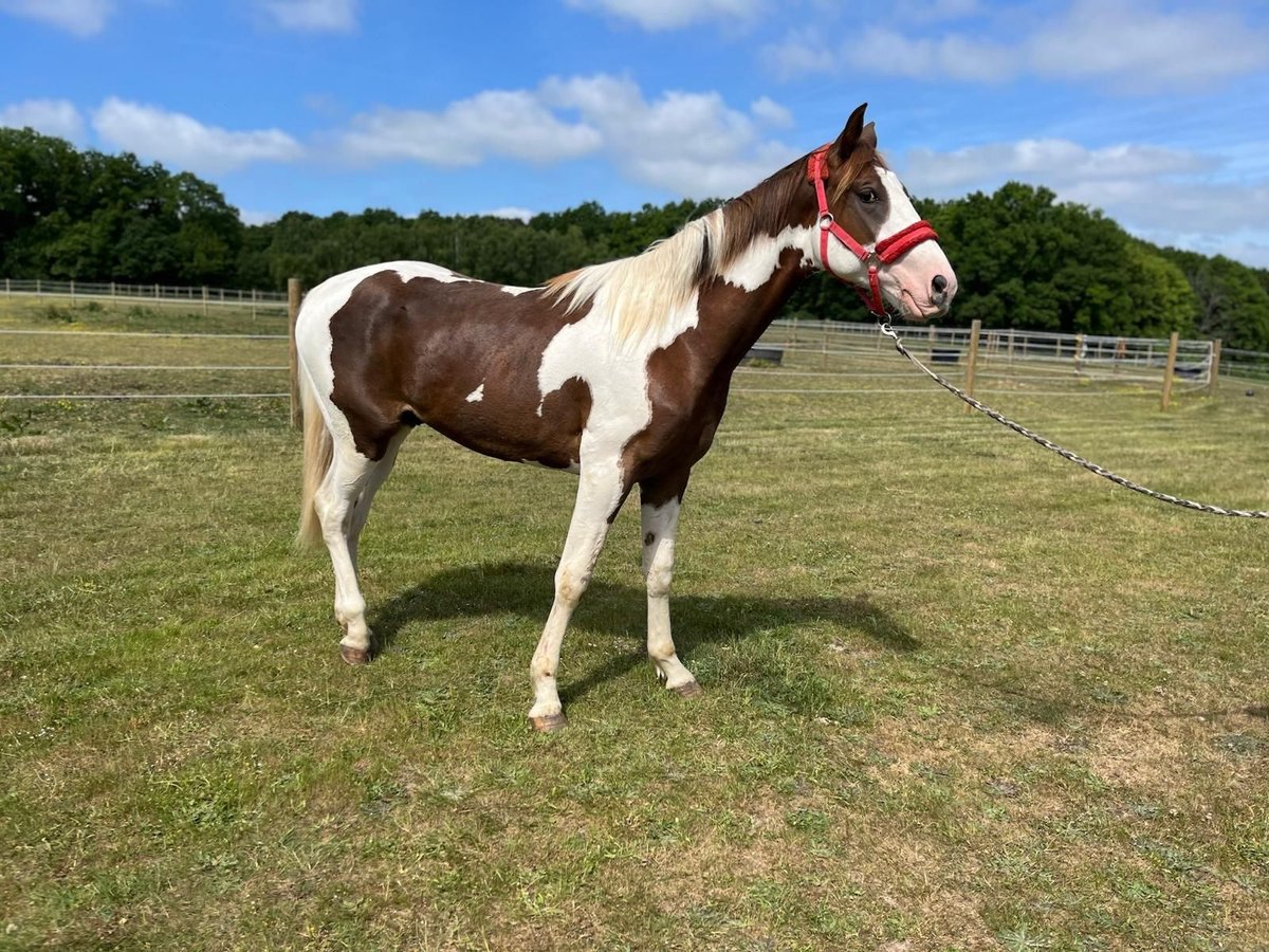 Paint Horse Wallach 3 Jahre 155 cm Tobiano-alle-Farben in Sylvains Les Moulins