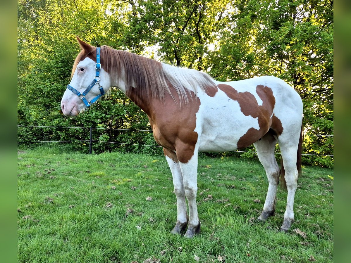 Paint Horse Wallach 3 Jahre 159 cm Tobiano-alle-Farben in Boxtel