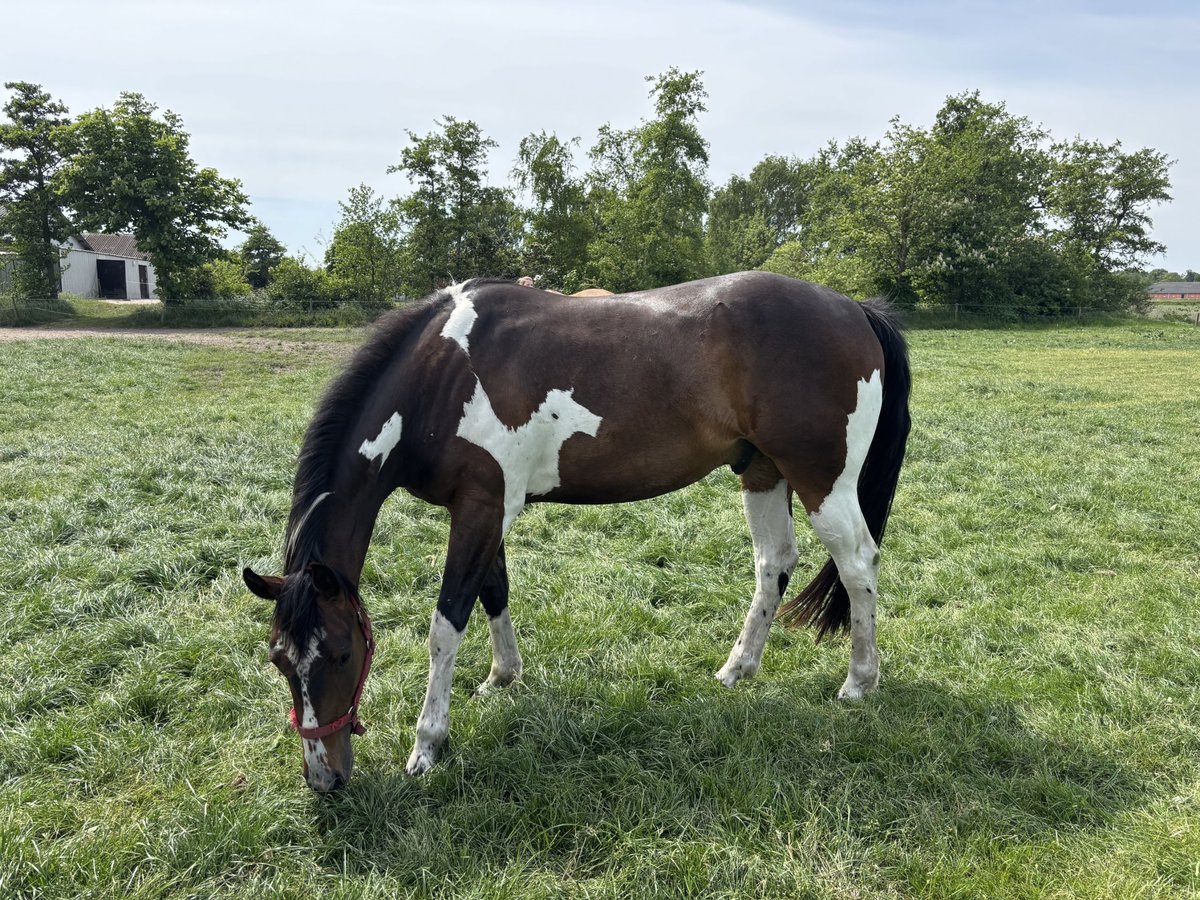 Paint Horse Wallach 3 Jahre Brauner in Wintelre