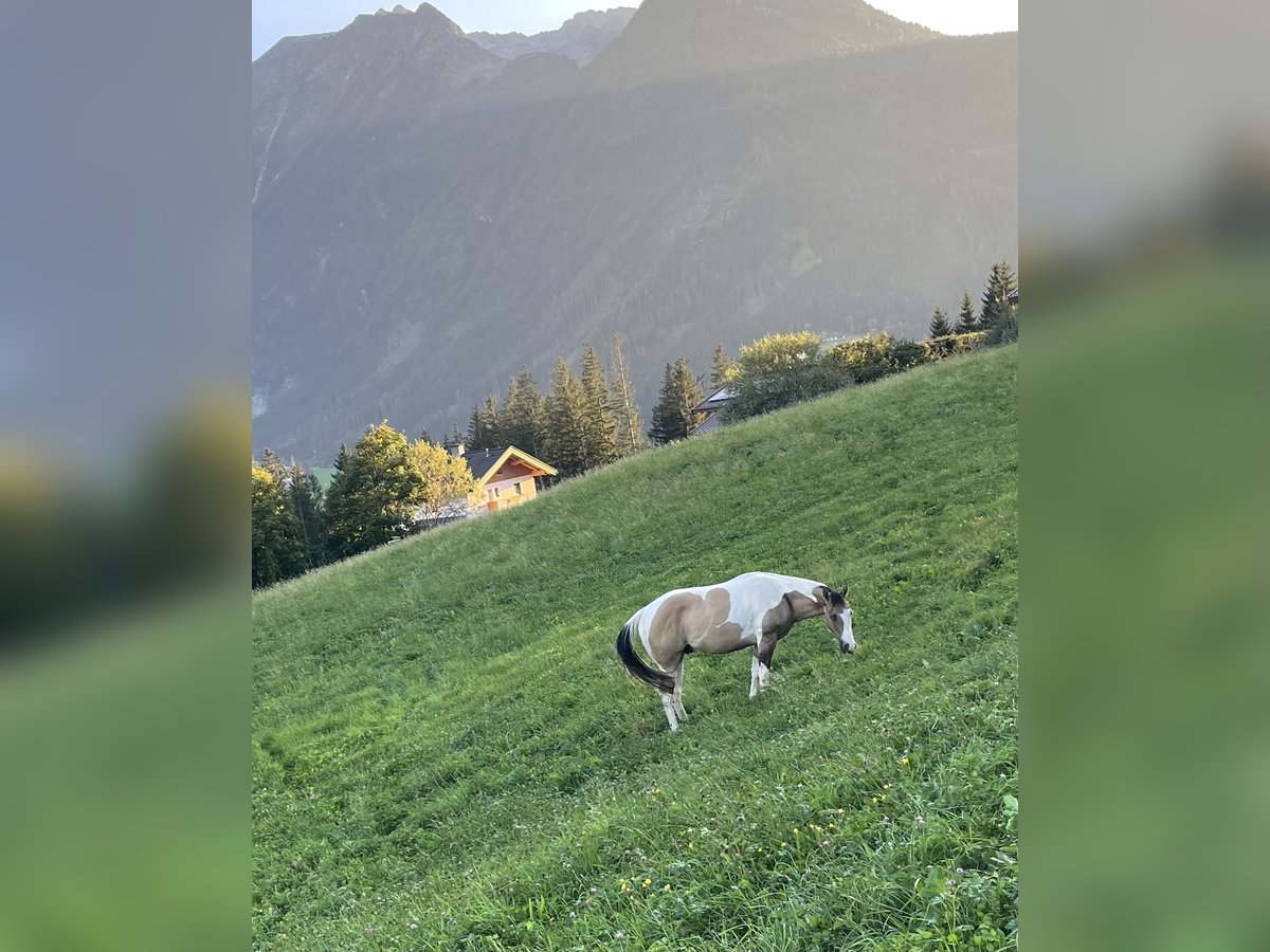 Paint Horse Wallach 3 Jahre Buckskin in Neukirchen