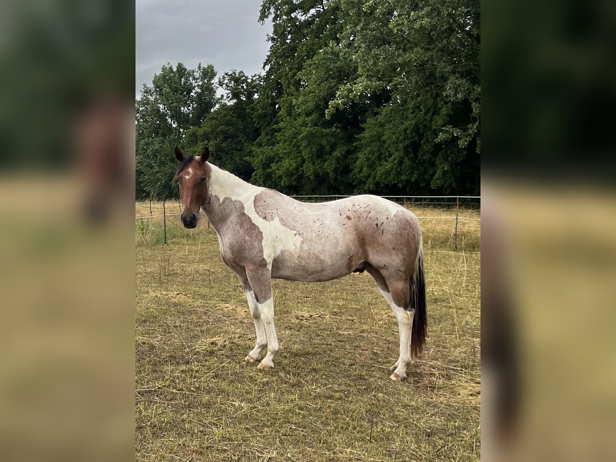 Paint Horse Wallach 3 Jahre Tobiano-alle-Farben in Limburgerhof