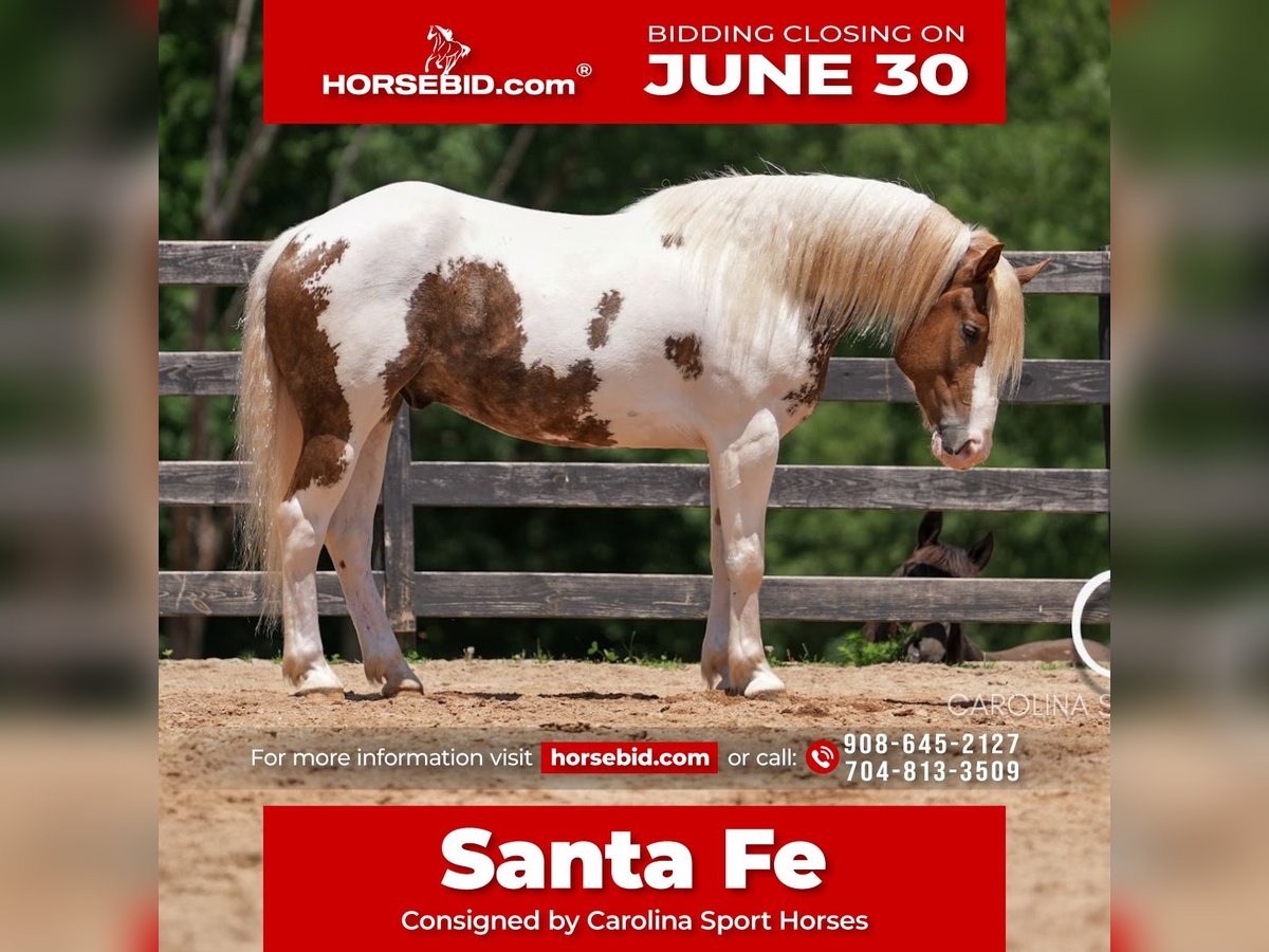 Paint Horse Mix Wallach 4 Jahre 147 cm in Clover, SC