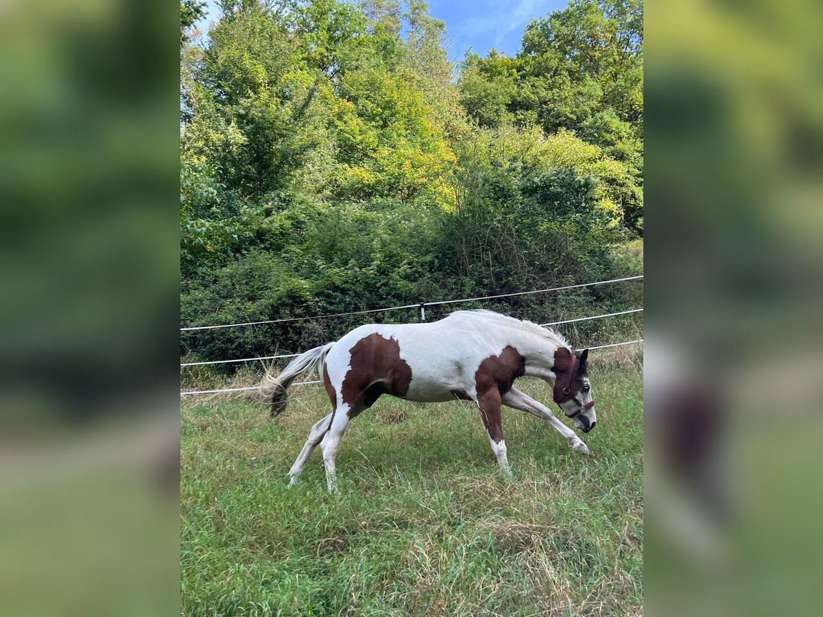 Paint Horse Wallach 4 Jahre 148 cm Schecke in Hammelburg Paint Horse Wallach 4 Jahre 148 cm Schecke in Hammelburg