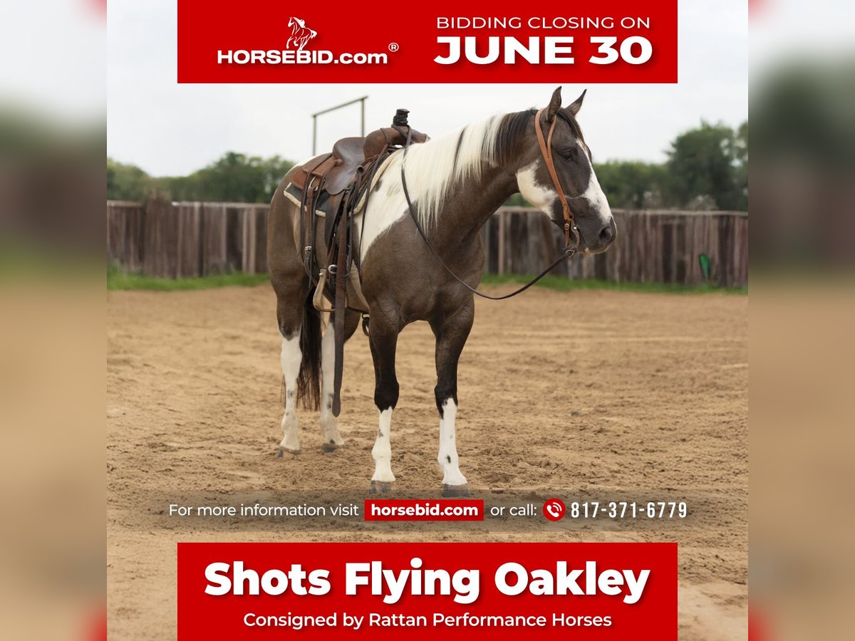 Paint Horse Wallach 4 Jahre 150 cm Grullo in Weatherford, TX