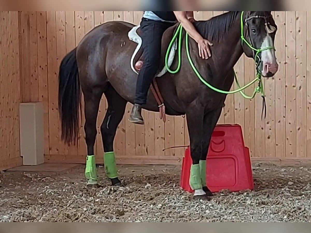 Paint Horse Wallach 4 Jahre 151 cm in Plau am See