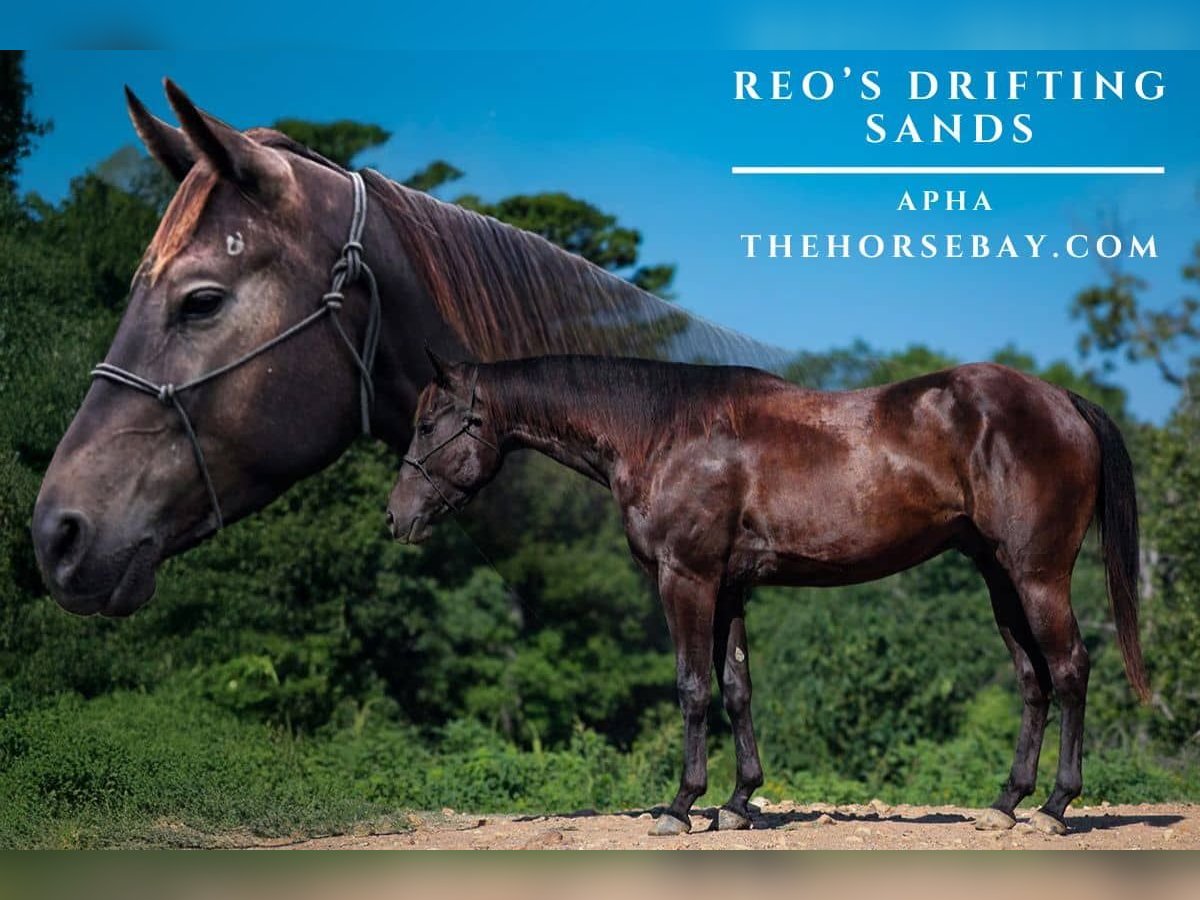 Paint Horse Wallach 4 Jahre 152 cm Rappe in Peggs, OK