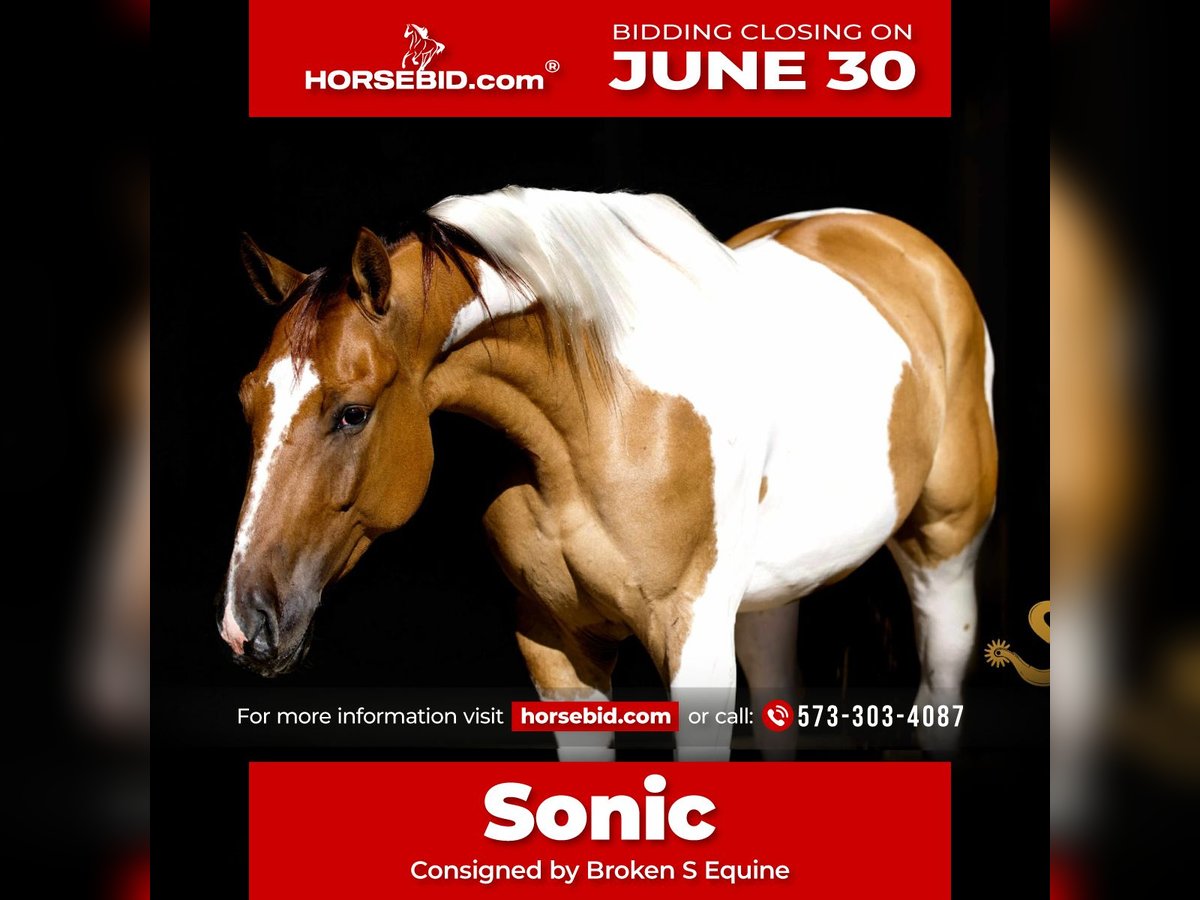 Paint Horse Wallach 4 Jahre 152 cm in Bogard, MO