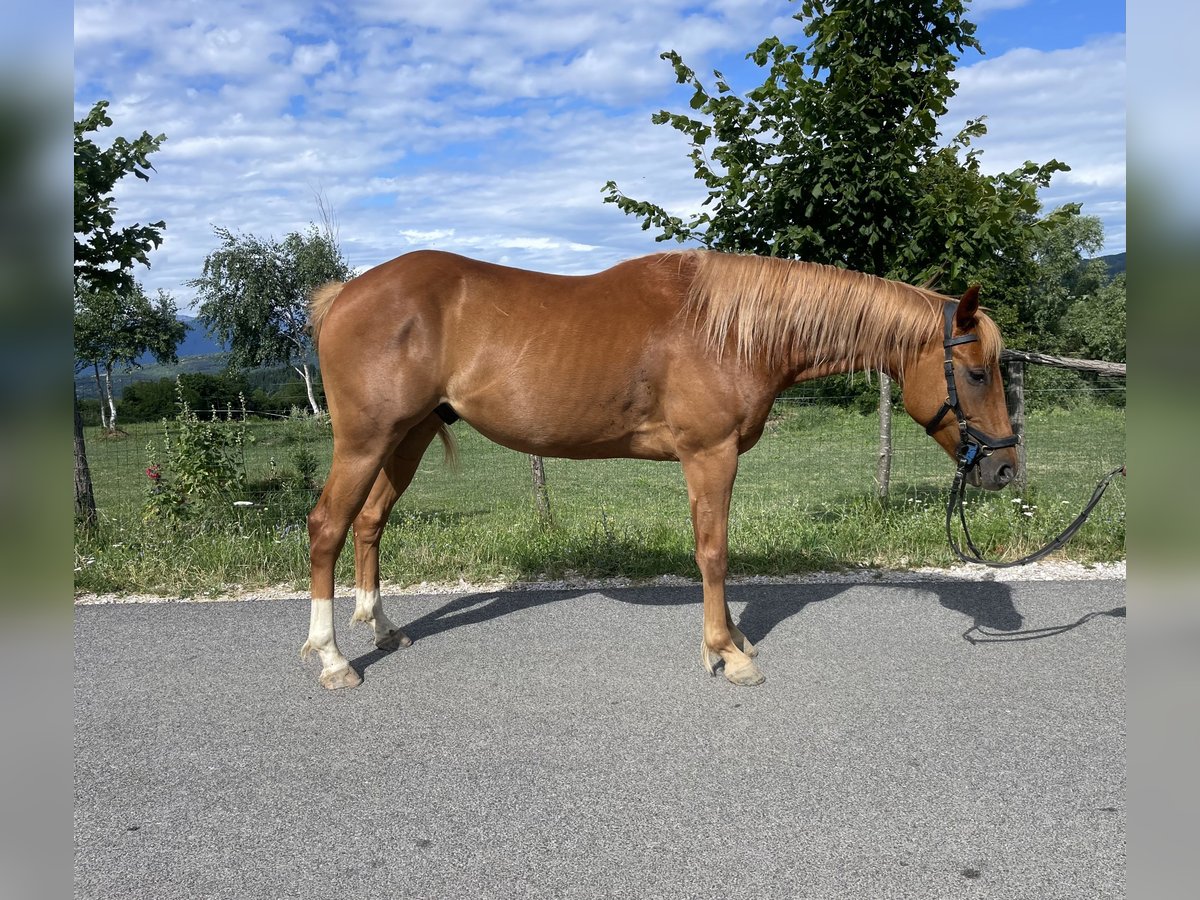 Paint Horse Wallach 4 Jahre 153 cm Rotfuchs in Grgar