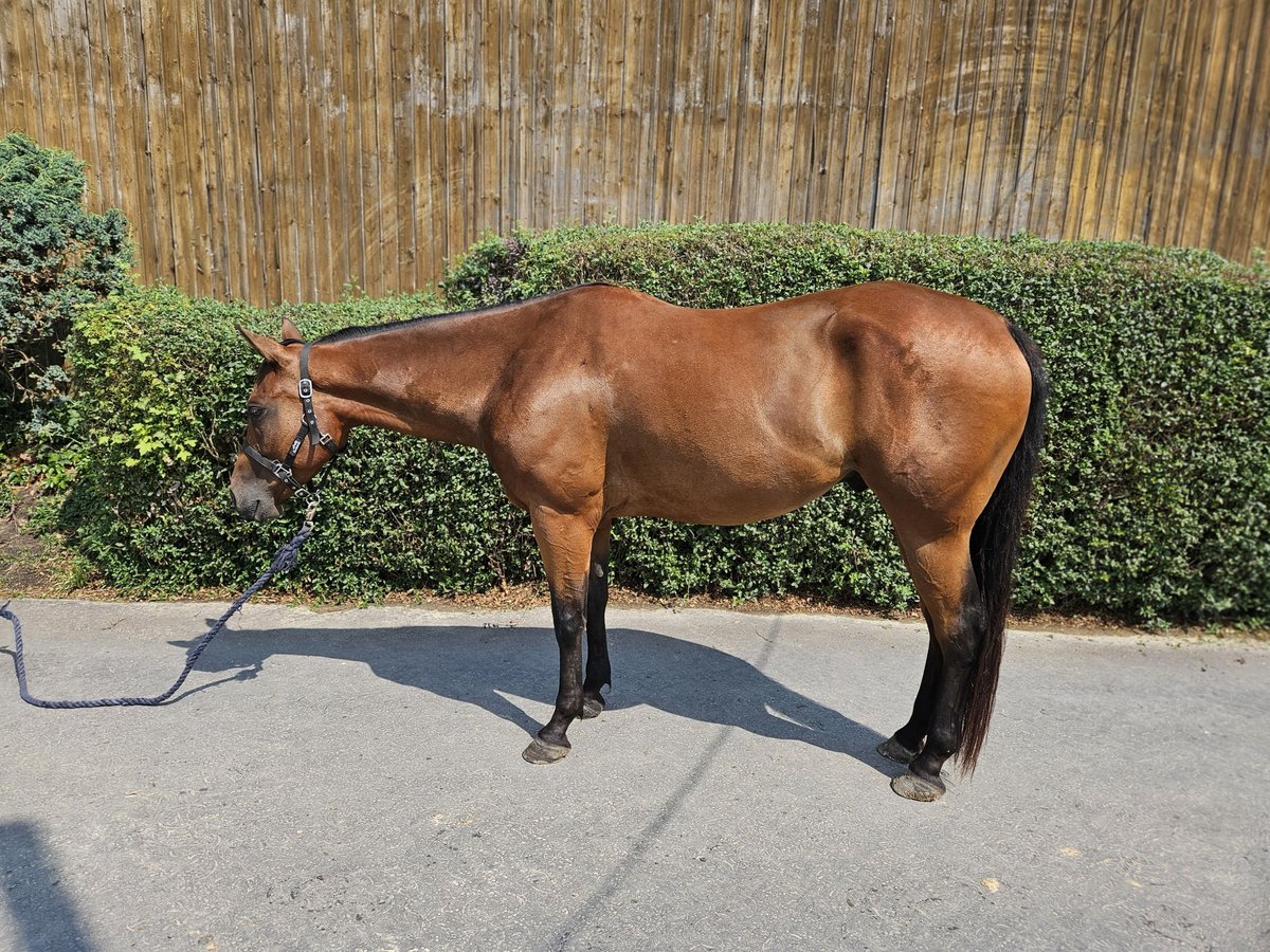 Paint Horse Wallach 4 Jahre 154 cm Brauner in Bergkamen