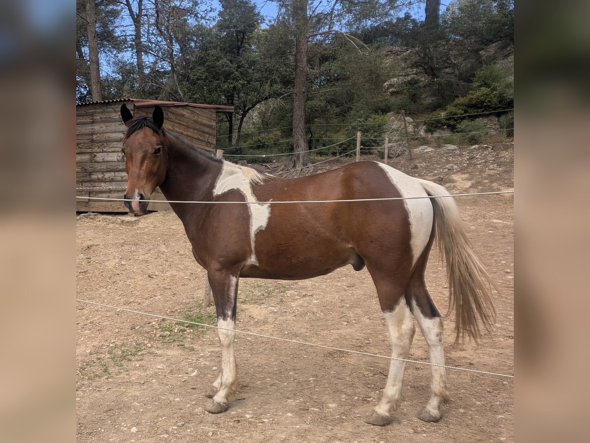 Paint Horse Wallach 4 Jahre 155 cm Tobiano-alle-Farben in Bouches du Rhone