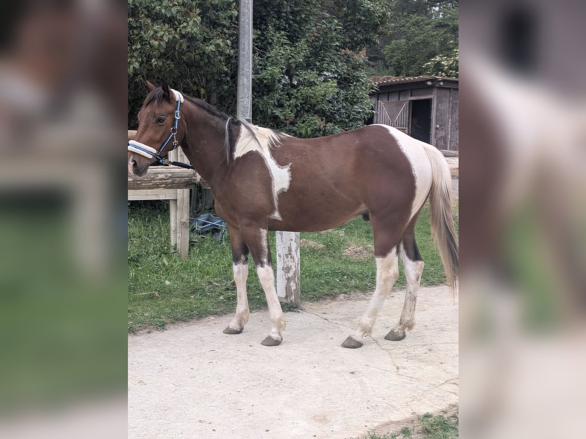 Paint Horse Wallach 4 Jahre 155 cm Tobiano-alle-Farben in Var