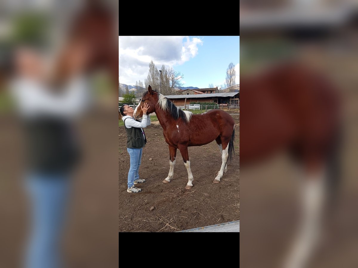 Paint Horse Wallach 4 Jahre 158 cm Schecke in Castelnuovo Garfagnana