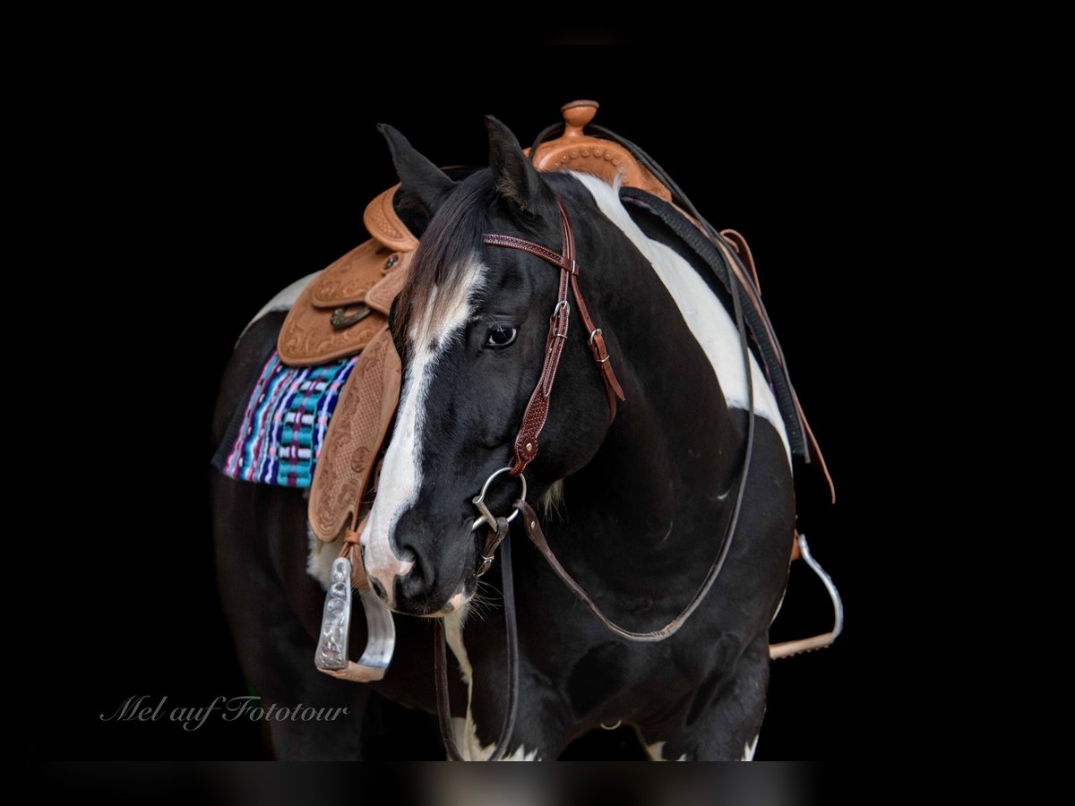 Paint Horse Wallach 4 Jahre 160 cm Tobiano-alle-Farben in Bad Salzdetfurth