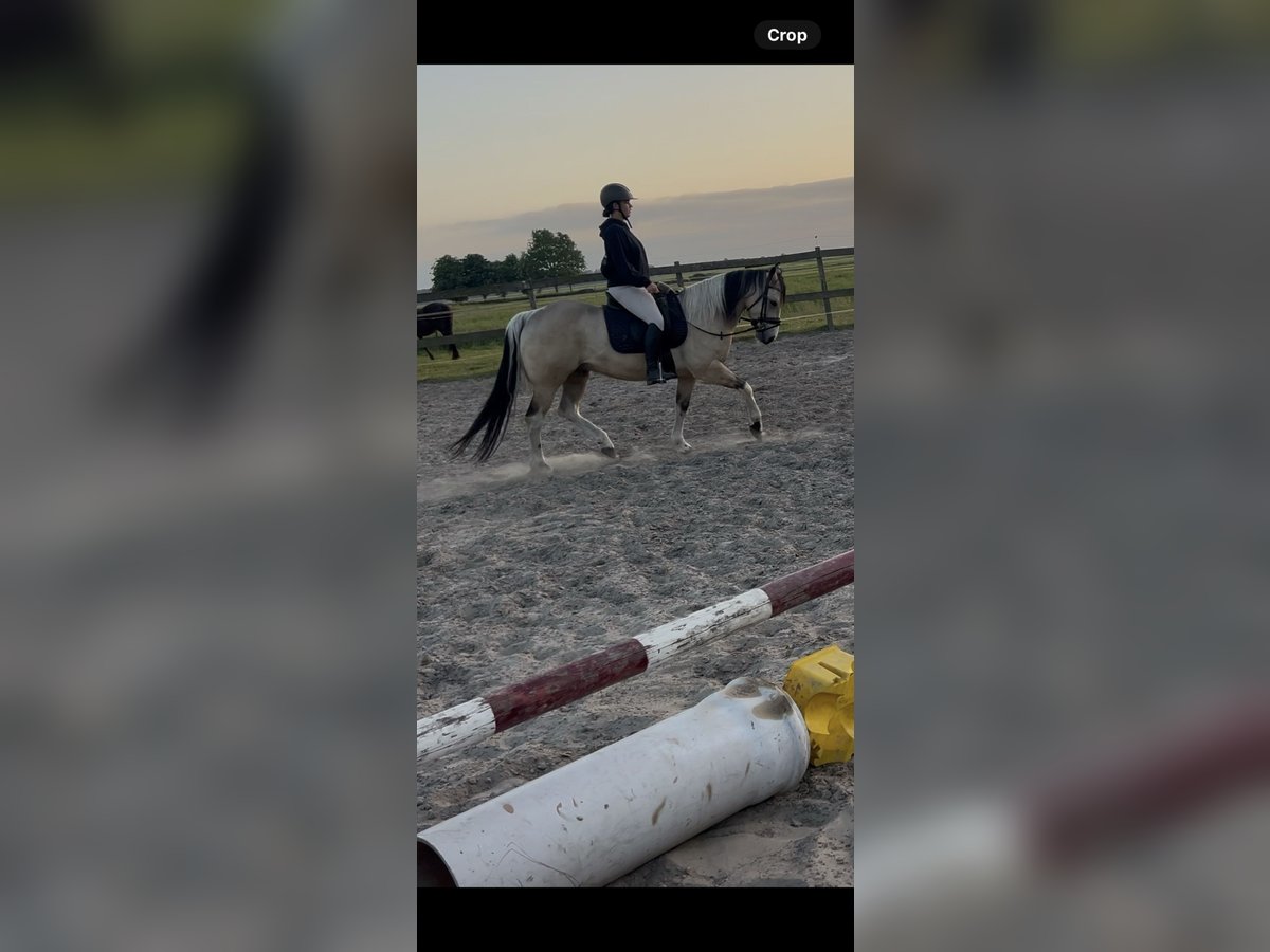 Paint Horse Wallach 5 Jahre 146 cm Buckskin in Coevorden