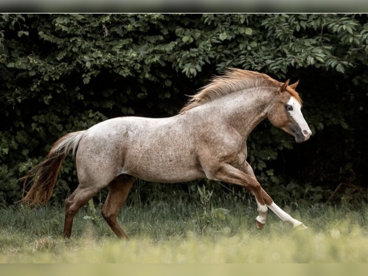 Paint Horse Wallach 5 Jahre 150 cm Roan-Red in Bonn