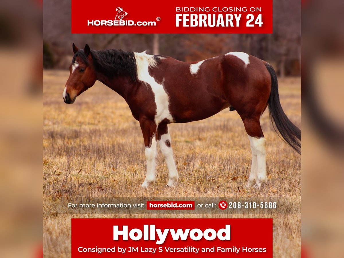 Paint Horse Wallach 5 Jahre 152 cm Tobiano-alle-Farben in Baxter Springs, KS